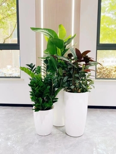 杭州湾绿植租摆价格实惠